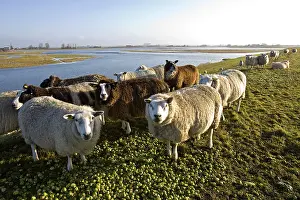 Dyke: Sheep on dike Zealand Netherlands