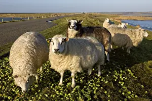 Raised: Sheep on dike Zealand Netherlands