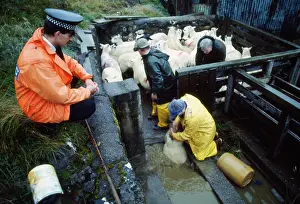 Chemicals: Sheep Dippng - watched by Police representative