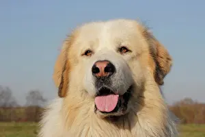 Crossbreed: Sheep dog, crossbreed, portrait Portrait Hirtenhund