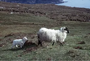 Lamb: Sheep - Domestic, Ewe and Lamb