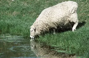 Marshes: SHEEP - Drinking from marsh