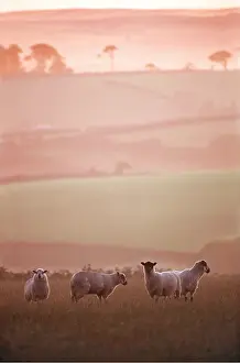 Anthony Harrison: SHEEP - EVENING IN DEVON