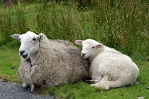 Lambs: Sheep; ewe with lamb in Welsh mountains