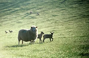 Lambs: SHEEP - Ewe with lambs - backlit by early morning sun