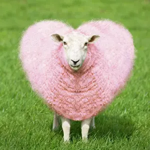 Inspiration: Sheep - Ewe - pink heart shaped wool