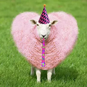 Celebrations: Sheep - Ewe with pink heart shaped wool wearing a birthday p