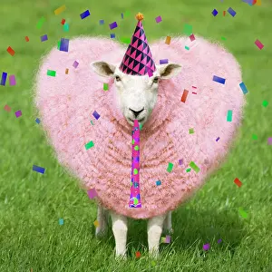 Celebrations: Sheep - Ewe with pink heart shaped wool wearing a birthday p