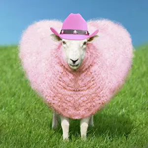 270321: Sheep - Ewe - pink heart shaped wool wearing cowboy hat