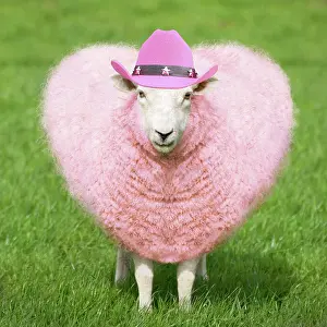 Weird: Sheep - Ewe - pink heart shaped wool wearing cowboy hat