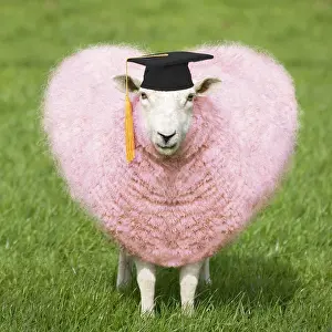 040718: Sheep - Ewe - pink heart shaped wool wearing mortar