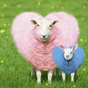 260417: Sheep - Ewe - pink heart shaped wool with young blue hea