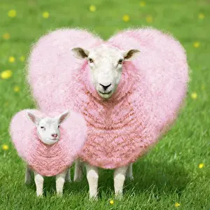 Daughter: Sheep - Ewe - pink heart shaped wool with young lamb Di