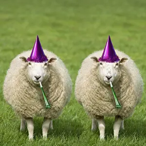 161018: Sheep - Ewes with birthday party hats and party