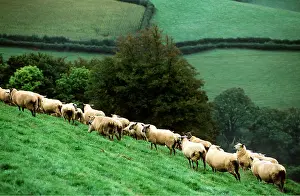 Hillside: SHEEP - Ewes on grass hillside
