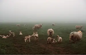 Lamb: SHEEP - EWES & LAMBS