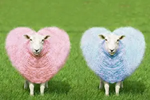 Humour: Sheep - Two Ewes - pink and blue heart shaped wool