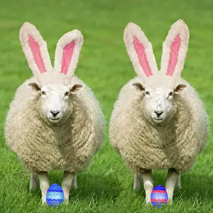 270321: Sheep - Two Ewes wearing Easter bunny ears