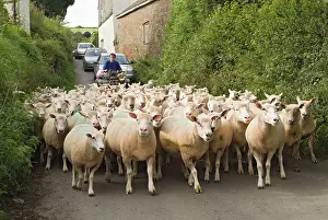 Bikes: Sheep and farmer in road holding up traffic