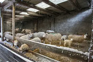 Sheepfold: Sheep - in farmers sheepfold / pen in winter