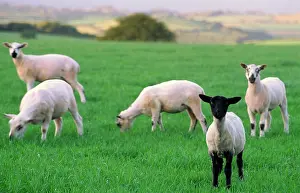 Anthony Harrison: sheep farming - newly shorn flock of lambs, one