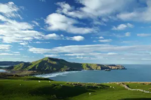 Paddock: Sheep, farmland, Allans Beach and Mt Charles