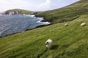 Hillsides: Sheep on their feed in Ireland