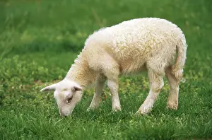 Lambs: Sheep
