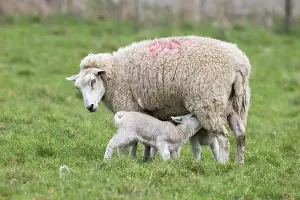 Breast: Sheep feeding her lamb in spring - GB