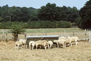 Herds: SHEEP - feeding during summer drought