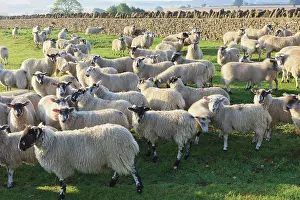 Crowded: Sheep are fenced in by stone walls in Cotswolds