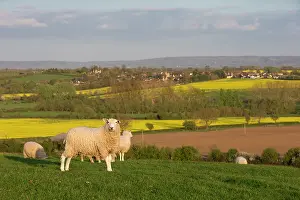 Boundary: Sheep in a field in the British countryside at spring Bucks
