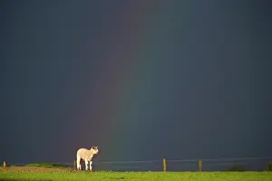 Rainbows: Sheep in a field with a rainbow at spring - GB