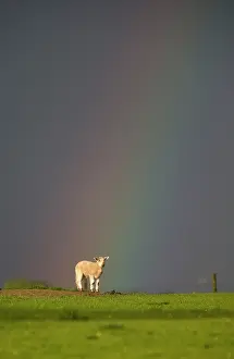 Rainbows: Sheep in a field with a rainbow at spring - GB