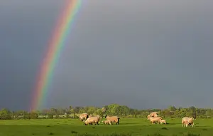 Rainbows: Sheep in a field with a rainbow at spring - GB