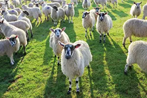 Crowded: Sheep are everywhere in the fields of Cotswolds