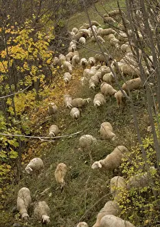 Glade: Sheep flock in glade amongst trees in autumn