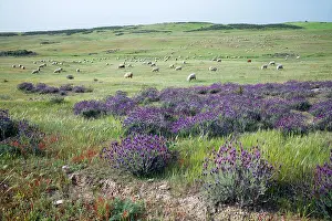 Merino: Sheep - flock of Merino grazing on hill land