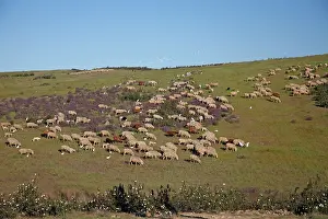 Merino: Sheep - flock of Merino grazing on hill land