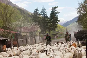 Caucasus: Sheep flock and shepherds on pass in the Gudani