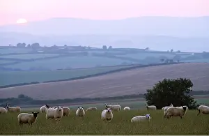 Anthony Harrison: SHEEP - FLOCK AT SUNDOWN