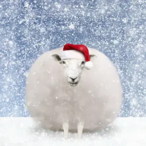 Snowball: Sheep, fluffy white snowball with Christmas hat