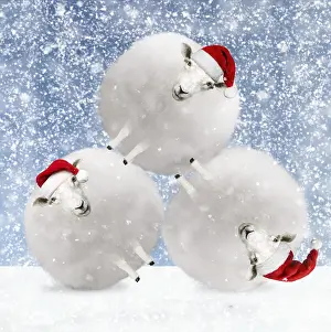051119: Sheep, fluffy white snowballs with Christmas