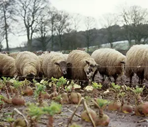 Cumbria: Sheep foraging