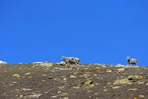 Heaths: Sheep free on the moor - Falklands Saunders Island
