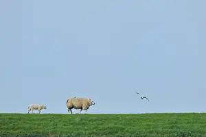 Lambs: Sheep in the grass and headed Gull in flight-Texel Netherlan