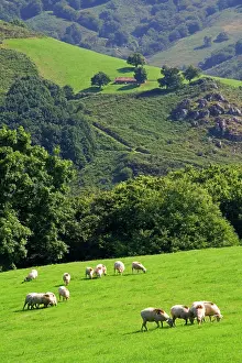 Frazier: Sheep graze on rural farmland in the Baztan