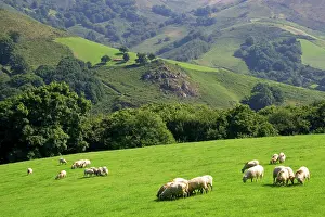 Frazier: Sheep graze on rural farmland in the Baztan