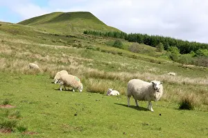 Beacons: Sheep - grazing