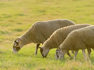 200621: Three sheep grazing